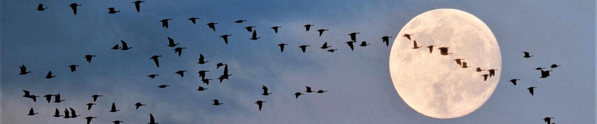 Els Demesmaeker - Whispering - Leiderschapscoaching