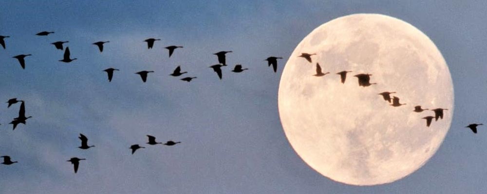 Els Demesmaeker - Whispering - Leiderschapscoaching