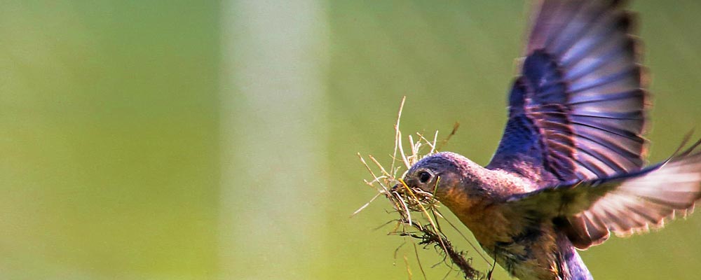 Els Demesmaeker - Whispering - Ondernemerscoaching